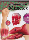 Under The Microscope Muscles How We Move Exercise